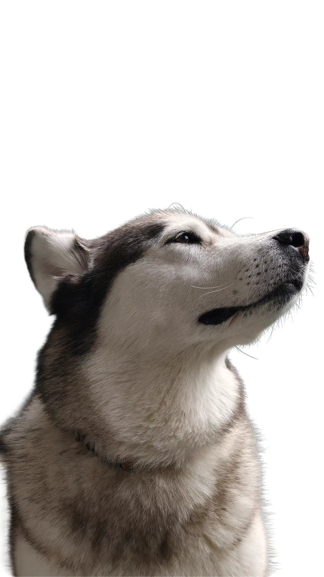 Nala, la inspiración de REVO